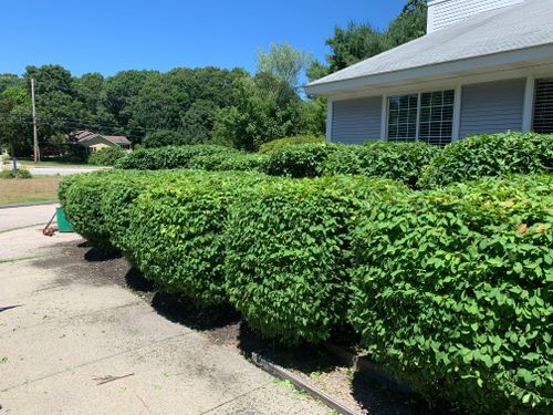Hedge Trimming for Murray Mowing and More in Ashaway, RI