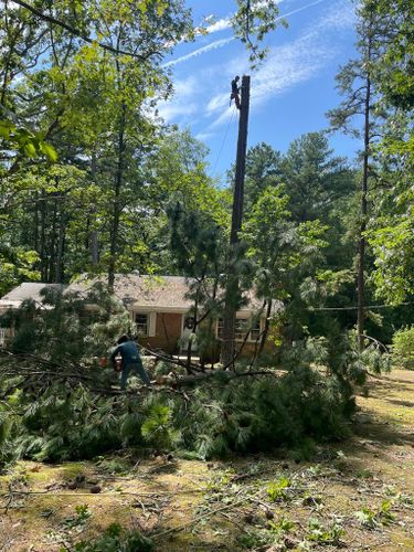 Tree Removal for Rosales Landscaping LLC in Lake Gaston, North Carolina