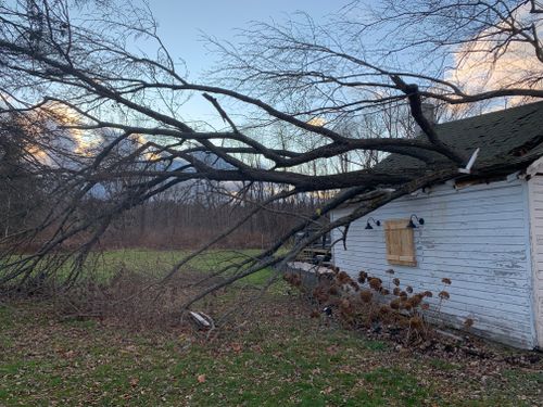 Tree Removal for Benjamin & Sons in Elmira, NY