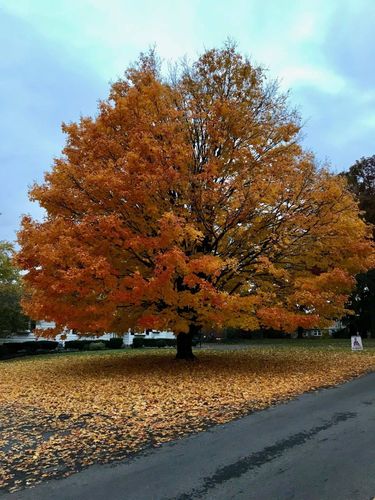 Fall Clean Up for Tingley's Green Land Services in Springfield, Ohio