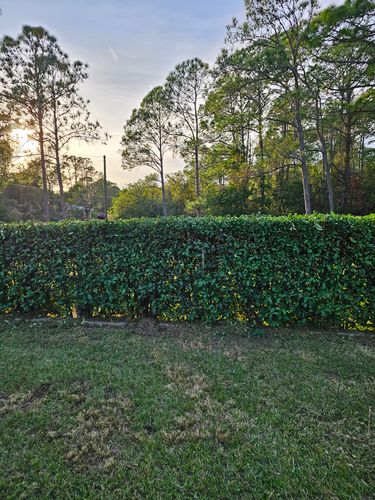 Tree and Hedge Care for Above the Lawn Cuts and Pressure Washing in Sebring, FL
