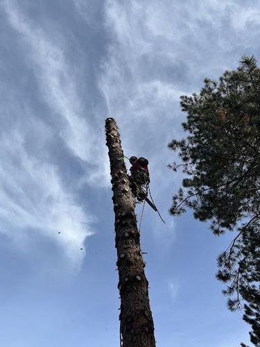 Tree Trimming for Stump Removal and Daughters in Aurora, CO