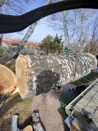 Tree Removal for Elevated Tree Care in Gillette, WY