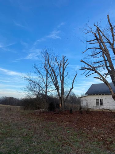 All Photos for Atwood’s Tree Care in Liberty,  KY