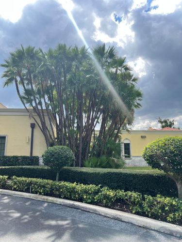 Tree Trimming and Removal for Rey Landscaping & Lawn service LLC in West Palm Beach,  FL