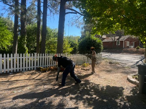 Tree Removal for The Tree Fairy in Temecula, CA