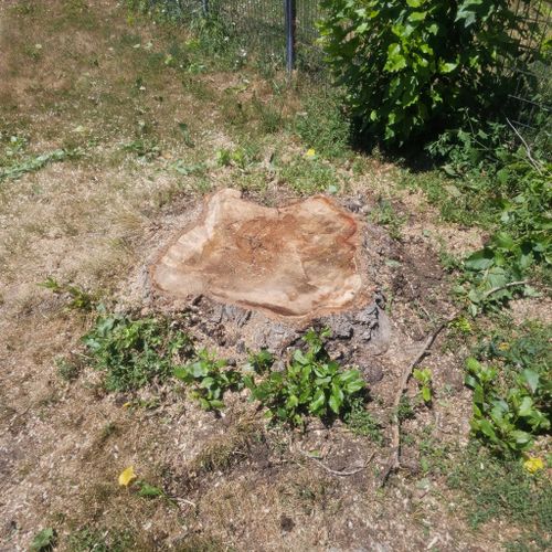  for Two Fellers Tree Service in Buffalo, WY