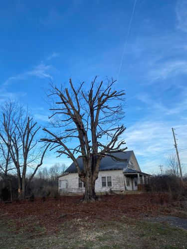 Fall and Spring Clean Up for Atwood’s Tree Care in Liberty,  KY