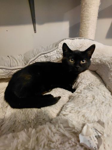 Midnight for Sullivan Sanctuary of Maine in Brunswick, ME