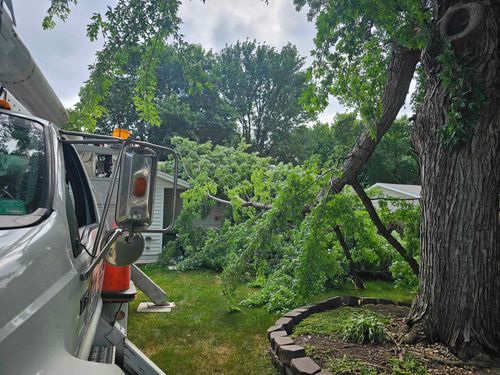  for Tree Tech in Luverne, MN