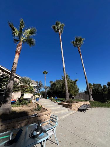 Tree Removal for A1 Junk & Tree Solutions, LLC in Paso Robles, CA