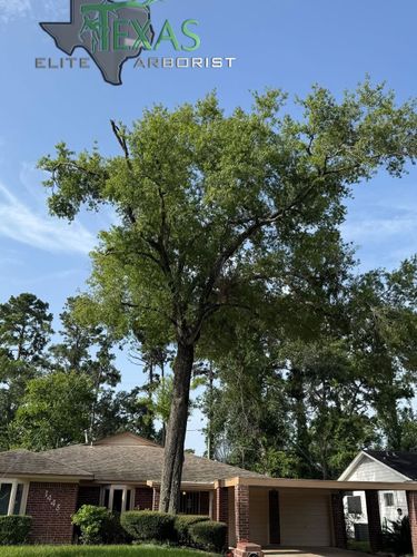  for Texas Elite Arborist in Houston, TX