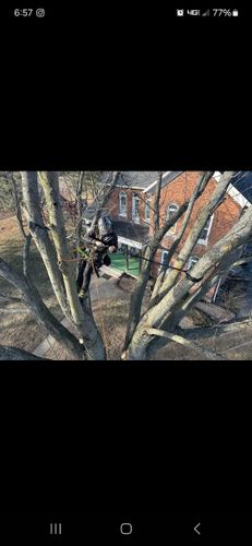 Cabling & Bracing & Cobra Systems for Highborn Tree Service in Wheatfield, IN
