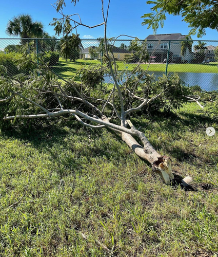 Debris Removal for Junk Heroes in Orlando, FL