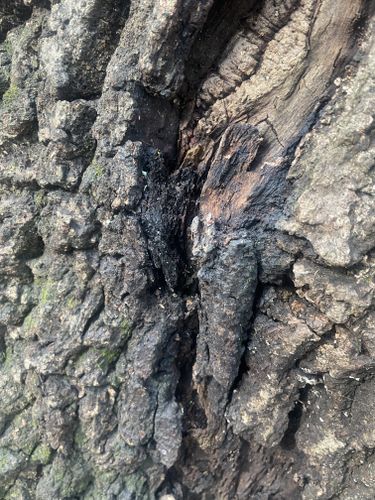 All Photos for Green Brothers Tree Services in Blacksburg, VA