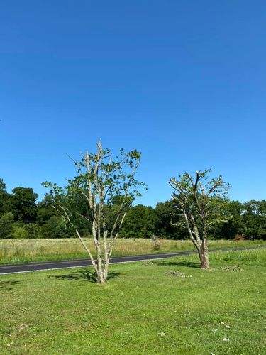 Tree Removal for Atwood’s Tree Care in Liberty,  KY