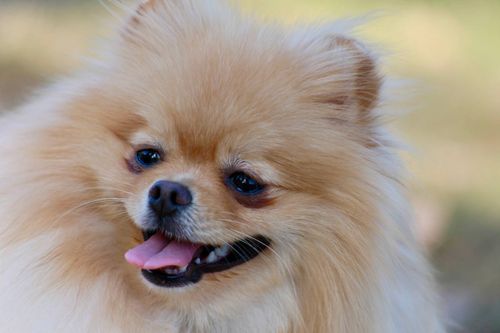  for Good Boys LLC in Irondequoit, NY