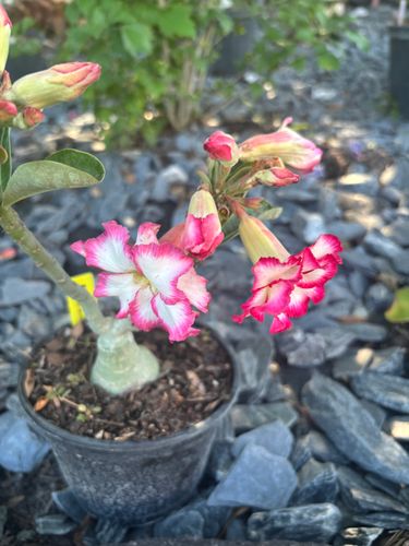 Custom Plant Bouquets for Lawn Caring Guys in Cape Coral, FL