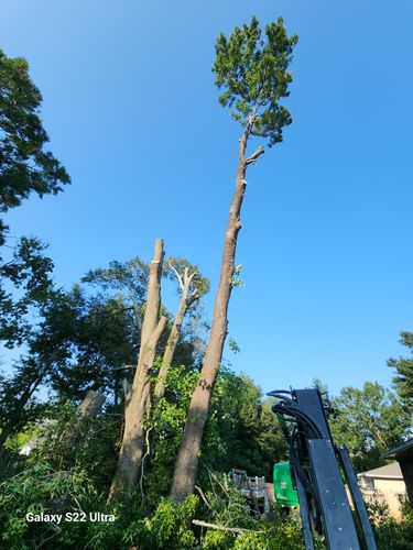 All Photos for Highlife Tree Care And Landscaping in Altamonte Springs, FL
