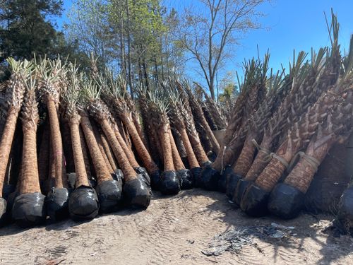 All Photos for New Creation Landscaping in Myrtle Beach, SC