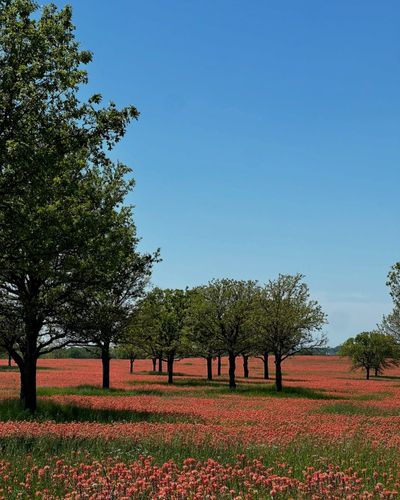 Fence Staining for Magnolia Landscape & Design in Aledo, TX