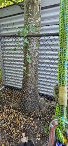  for Servin's Tree Care  in Houston, TX