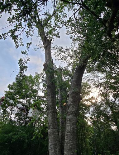  for Breaktime Tree Trimming & Removal in Oakdale, LA