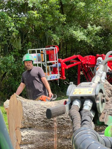 Tree Removal for Ryker's Tree Service in Dunedin, FL
