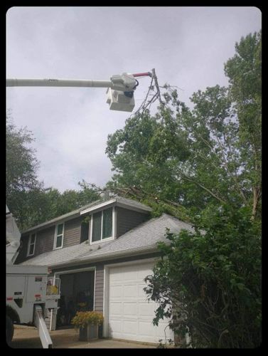  for Tree Tech in Luverne, MN