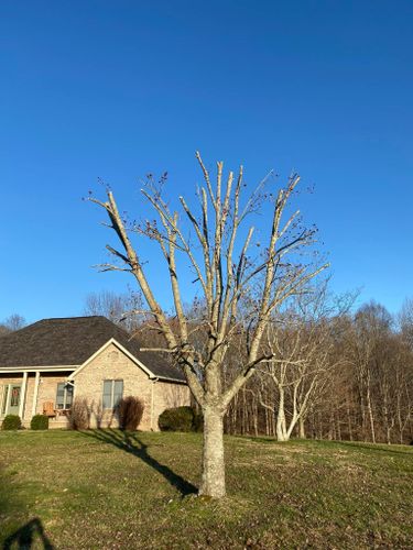 Fall and Spring Clean Up for Atwood’s Tree Care in Liberty,  KY