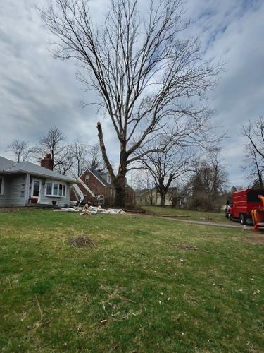 All Photos for Pro Tree Trim & Removal, Llc in Dayton, OH