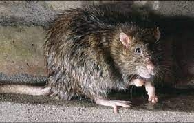  for Predator Pest Control in El Paso, TX