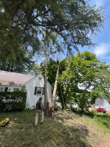  for Ricky's Tree Service & Property Care in Orange, VA