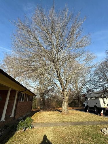 Tree Trimming for Down South Tree Care and Landscaping in Maiden, NC