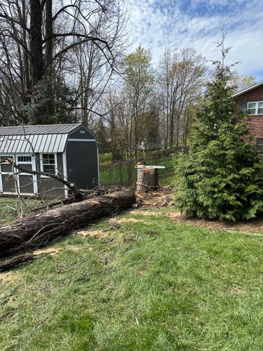 All Photos for Ramirez Tree Care in Elkin, NC