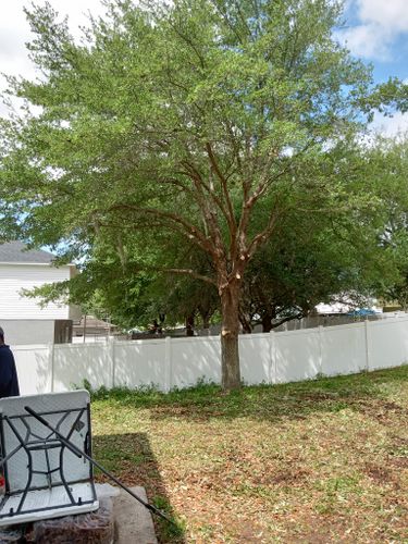 All Photos for A Southern Style Tree Service in Orlando, FL