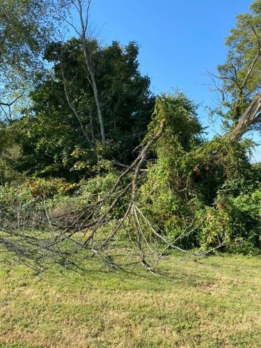 Fall and Spring Clean Up for Atwood’s Tree Care in Liberty,  KY