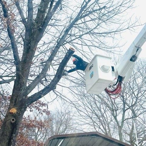 Tree Trimming for Lamb Brothers Clearing in Murray, KY