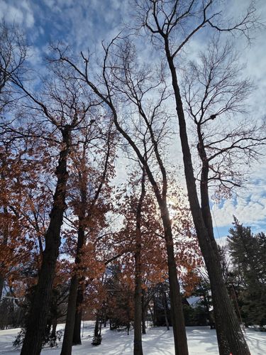 Tree Trimming for K and Z Tree Care in Isanti County, MN