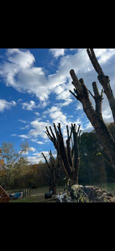All Photos for ABC Tree Service in Dobson, NC