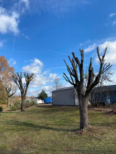 Fall and Spring Clean Up for Atwood’s Tree Care in Liberty,  KY