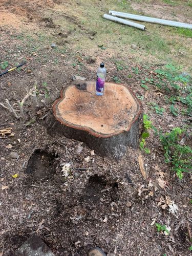 Stump Removal for Jills Stump Grinding and Firewood in Shelton, CT