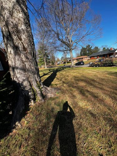 Tree Trimming and Removal for The After Effect LLC in Louisville, KY