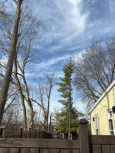  for Dig-It Tree Company in Mason, OH