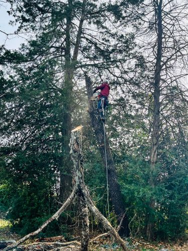 Tree Removal for Lux Arbor Tree Services in Harrisonburg, VA