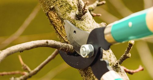 Pruning for Precision Tree Service, Inc. in Ryland Heights, KY