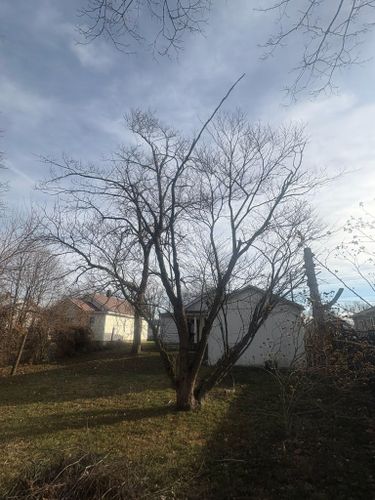  for Dig-It Tree Company in Mason, OH