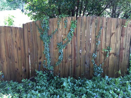 Fence Washing for Newman's Pro Wash Pressure Washing in Senoia, GA