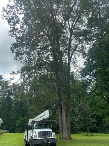 Fall and Spring Clean Up for Atwood’s Tree Care in Liberty,  KY