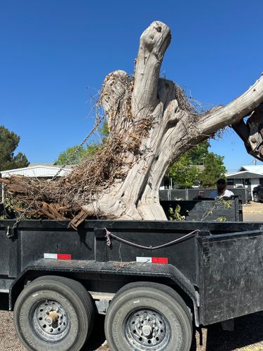 Stump Removal for Compas Cleanup in McCamey, TX